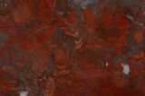 Polished Stromatolite (Collenia) Slab - Minnesota #311081-1